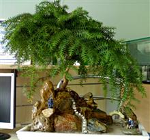 ARAUCARIA