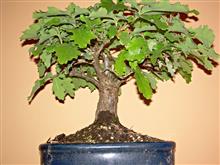 QUERCIA