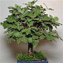 QUERCIA
