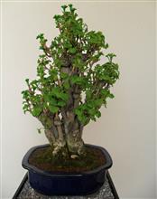 GINKGO