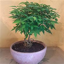 ZELKOVA SERRATA