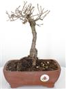 <b>Quercia</b> Esemplare Unico cm 29-49,00 €