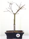 <b>Acero Deshojo</b> Esemplare Unico cm 29-59,00 €
