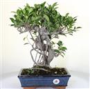 <b>Ficus Retusa</b> Esemplare Unico cm 43-99,00 € (10)