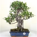 <b>Ficus Retusa</b> Esemplare Unico cm 44-99,00 € (10)