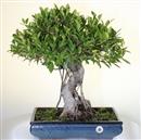 <b>Ficus Retusa</b> Esemplare Unico cm 58-280,00 € (10)