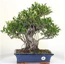 <b>Ficus Retusa</b> Esemplare Unico cm 47-160,00 € (10)