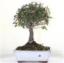 <b>Quercia da Sughero</b> Esemplare Unico cm 33-57,00 €