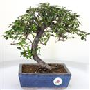 <b>Cotoneaster</b> Esemplare Unico cm 30-99,00 €