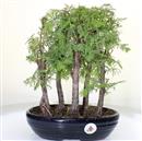 <b>Metasequoia Bosco</b> Esemplare Unico cm 33-99,00 €