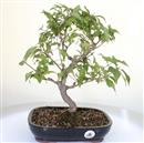 <b>Callicarpa</b> Esemplare Unico cm 38-185,00 €