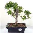 <b>Azalea Indica</b> Esemplare Unico cm 29-69,00 €