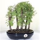 <b>Metasequoia Bosco</b> Esemplare Unico cm 30-97,00 €