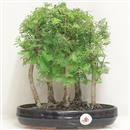 <b>Metasequoia Bosco</b> Esemplare Unico cm 28-79,00 € novi