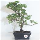 <b>Azalea Indica</b> Esemplare Unico cm 31-59,00 €
