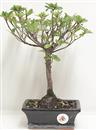 <b>Azalea Indica</b> Esemplare Unico cm 30-47,00 €
