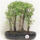 <b>Metasequoia Bosco</b> Esemplare Unico cm 29-87,00 €