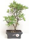 <b>Azalea Indica</b> Esemplare Unico cm 32-59,00 €