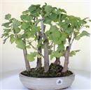 <b>Ginkgo Bosco</b> Esemplare Unico cm 40-180,00 €