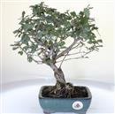 <b>Quercia Faginea</b> Esemplare Unico cm 30-97,00 €