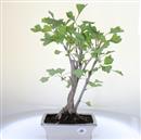 <b>Ginkgo</b> Esemplare Unico cm 45-99,00 €