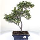 <b>Azalea Indica</b> Esemplare Unico cm 43-145,00 €