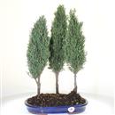 <b>Cipresso Bosco</b> Esemplare Unico cm 50-149,00 €