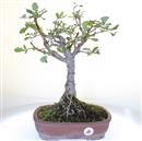 <b>Quercia</b> Esemplare Unico cm 43-98,00 €