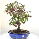 <b>Melo Halliana Rosso</b> Esemplare Unico cm 45-198,00 €