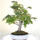 <b>Amamelis Virginiana</b> Esemplare unico cm 58 -290,00 €