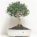 <b>Olivo</b> Esemplare Unico cm 35-79,00 €