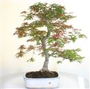 <b>Acero Deshojo</b> Esemplare Unico cm 56-360,00 €