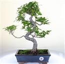 <b>Ficus Retusa</b> Esemplare Unico cm 45-97,00 € (10)