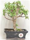 <b>Portulacaria</B> Esemplare Unico cm 23-33,00 € (10)
