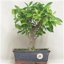 <b>Ficus Retusa</b> Esemplare Unico cm 30-33,00 € (10)