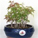 <b>Rhus Bosco</b> Esemplare Unico cm 18-49,00 €