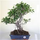 <b>Ficus Retusa</b> Esemplare Unico cm 47-99,00 € (10)