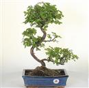 <b>Sagerezia</b> Esemplare Unico cm 48-130,00 (7)