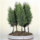 <b>Cipresso Bosco 5 Alberi</b> Esemplare Unico cm 53-198,00 €