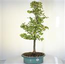 <b>Albero Pagoda</b> Esemplare Unico cm 73-290,00 €