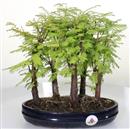 <b>Metasequoia Bosco</b> Esemplare Unico cm 30-99,00 €