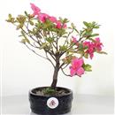 <b>Azalea Indica</b> Esemplare Unico cm 21-33,00 €