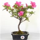 <b>Azalea Indica</b> Esemplare Unico cm 25-39,00 €