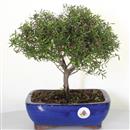 <b>Leptospermo </b> Esemplare Unico cm 30-49,00