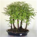 <b>Metasequoia Bosco</b> Esemplare Unico cm 48-198,00 €
