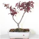 <b>Loropetalum</b> Esemplare Unico cm 34-49,00 €