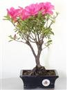 <b>Azalea Indica</b> Esemplare Unico cm 29-49,00 €
