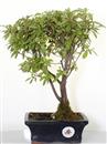 <b>Azalea Indica Rossa</b> Esemplare Unico cm 30-49,00 €