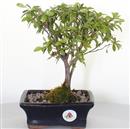 <b>Azalea Indica Rossa</b> Esemplare Unico cm 27-49,00 €