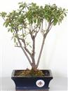 <b>Azalea Indica Rossa</b> Esemplare Unico cm 32-49,00 €